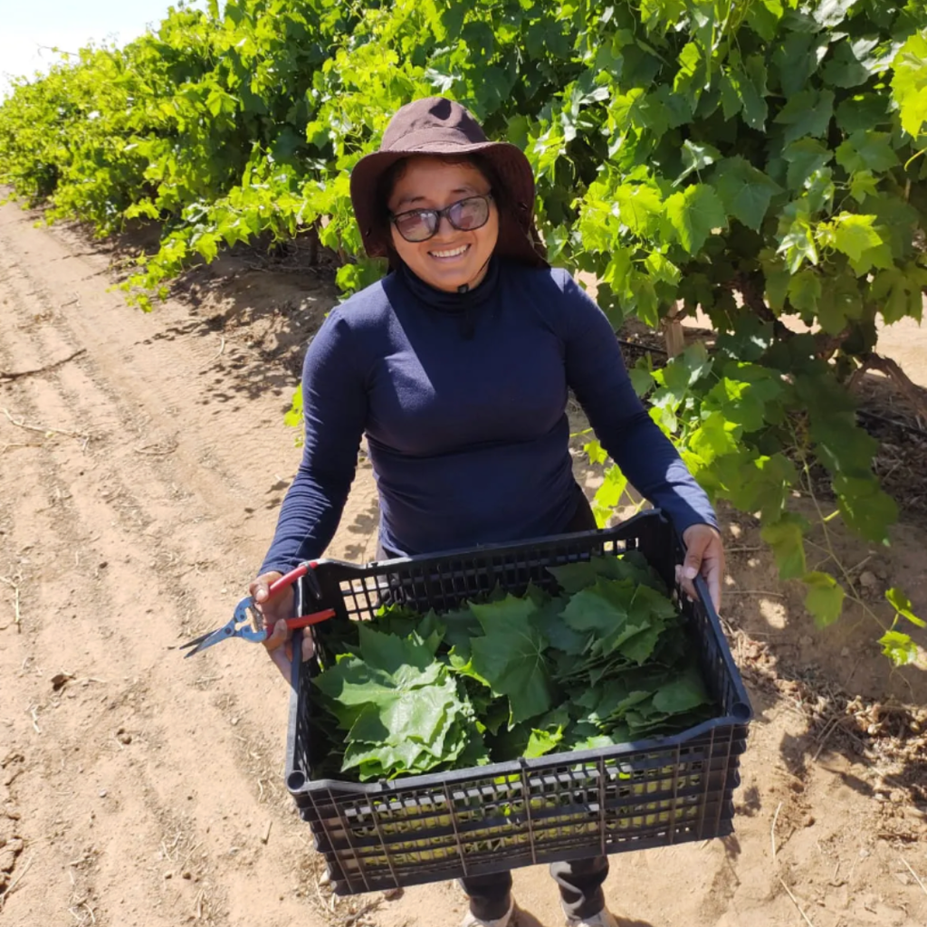 Hoja de Parra en Salmuera - Agraba