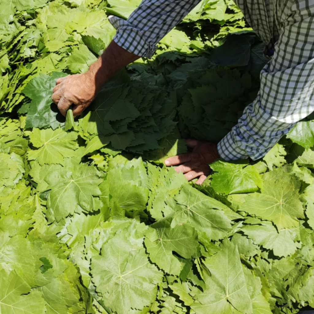 Hoja de Parra en Salmuera - Agraba